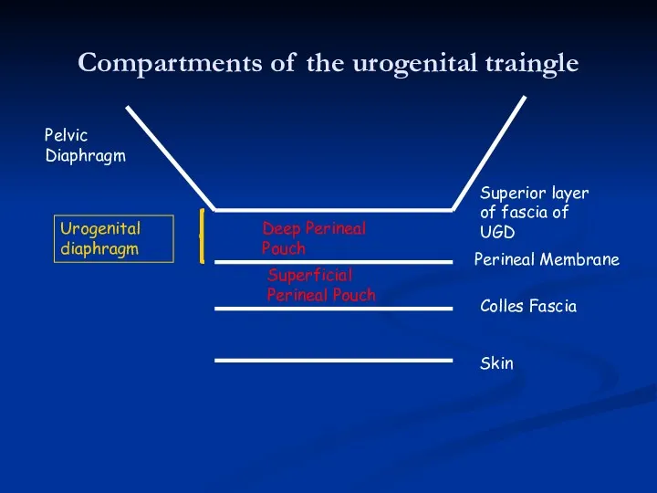 Compartments of the urogenital traingle Skin Colles Fascia Perineal Membrane Superior layer of