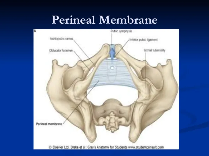 Perineal Membrane