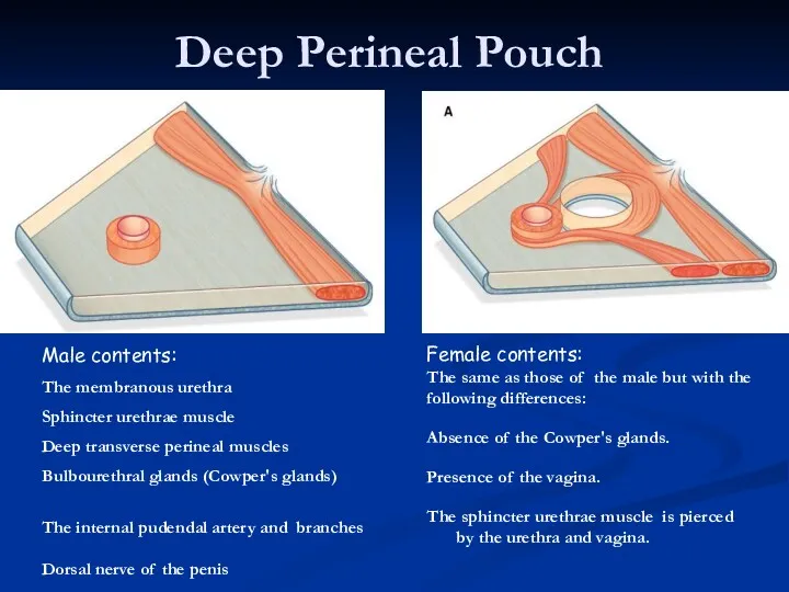 Deep Perineal Pouch Male contents: The membranous urethra Sphincter urethrae