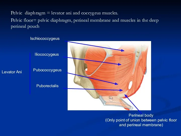 Pelvic diaphragm = levator ani and coccygeus muscles. Pelvic floor= pelvic diaphragm, perineal
