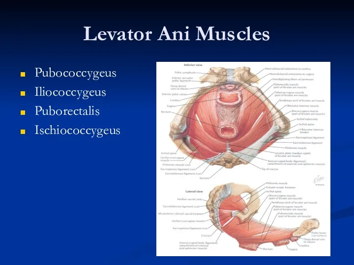 Levator Ani Muscles Pubococcygeus Iliococcygeus Puborectalis Ischiococcygeus