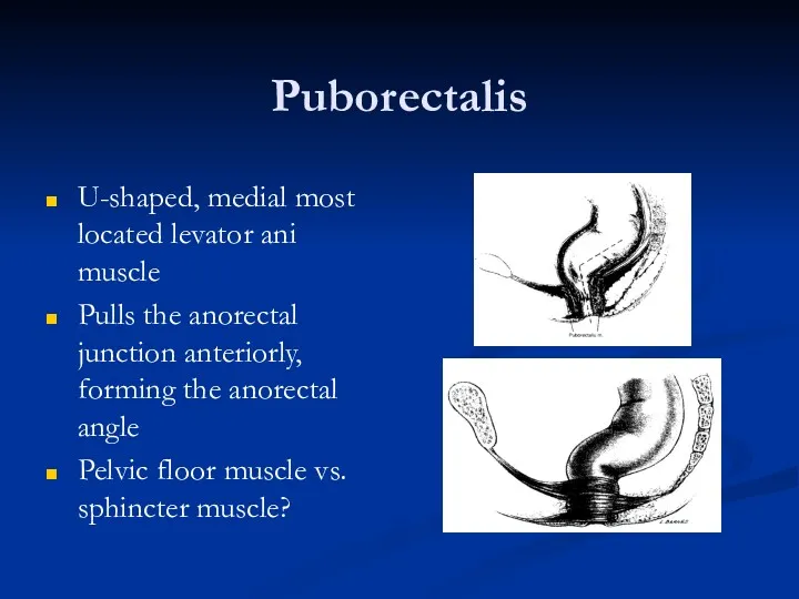 Puborectalis U-shaped, medial most located levator ani muscle Pulls the