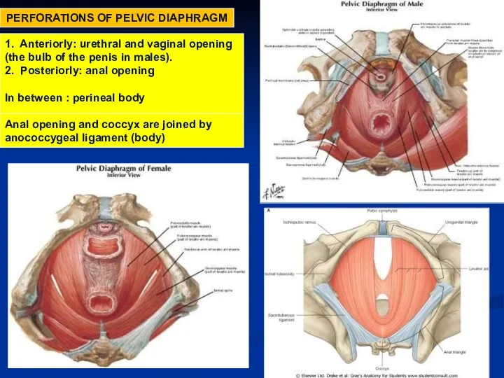 PERFORATIONS OF PELVIC DIAPHRAGM 1. Anteriorly: urethral and vaginal opening (the bulb of