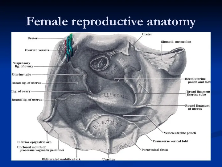 Female reproductive anatomy