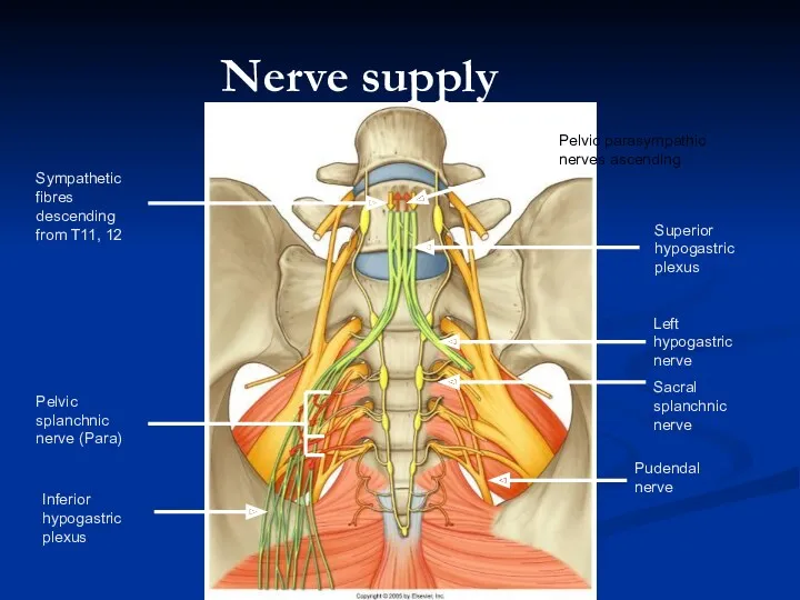 Nerve supply Pudendal nerve Left hypogastric nerve Sacral splanchnic nerve Superior hypogastric plexus
