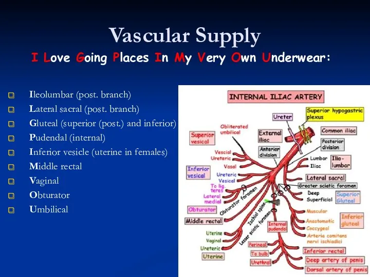 Vascular Supply Ileolumbar (post. branch) Lateral sacral (post. branch) Gluteal (superior (post.) and