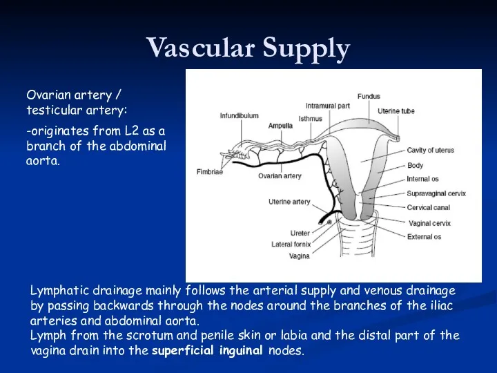 Vascular Supply Ovarian artery / testicular artery: -originates from L2 as a branch