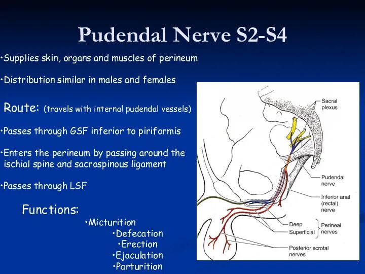 Pudendal Nerve S2-S4 Supplies skin, organs and muscles of perineum Distribution similar in