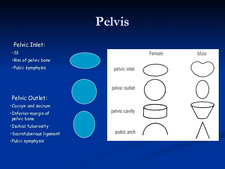 Pelvis Pelvic Inlet: S1 Rim of pelvic bone Pubic symphysis Pelvic Outlet: Coccyx