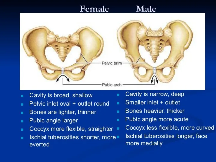 Female Male Cavity is broad, shallow Pelvic inlet oval + outlet round Bones