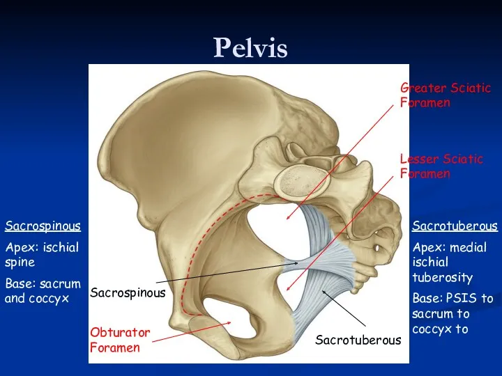 Pelvis Sacrospinous Sacrotuberous Sacrotuberous Apex: medial ischial tuberosity Base: PSIS to sacrum to