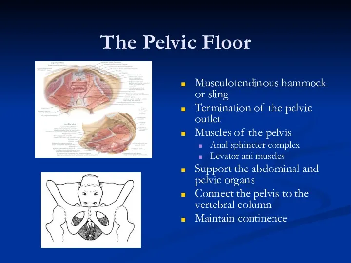The Pelvic Floor Musculotendinous hammock or sling Termination of the pelvic outlet Muscles