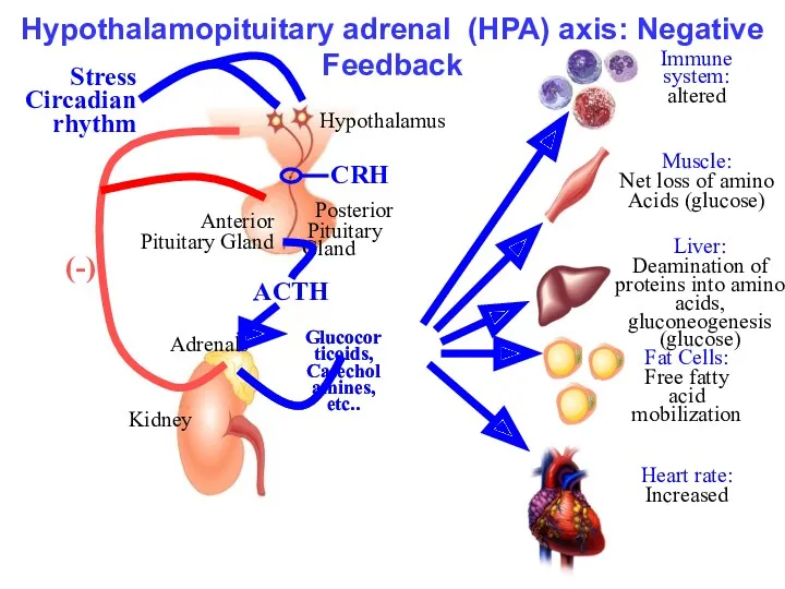 Hypothalamopituitary adrenal (HPA) axis: Negative Feedback