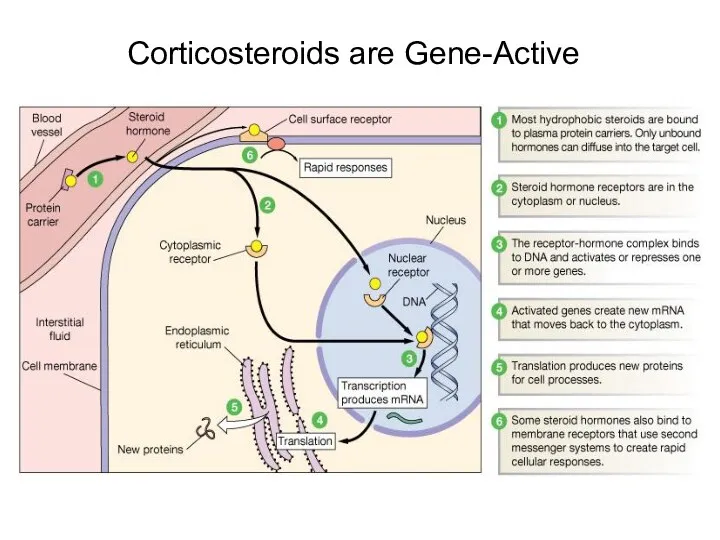 Corticosteroids are Gene-Active