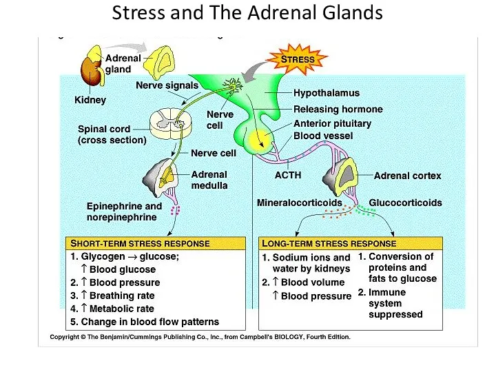 Stress and The Adrenal Glands