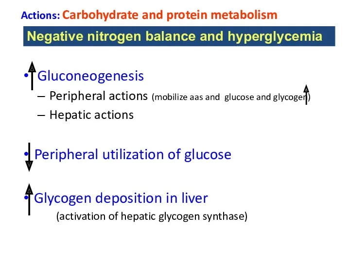 Actions: Carbohydrate and protein metabolism Gluconeogenesis Peripheral actions (mobilize aas
