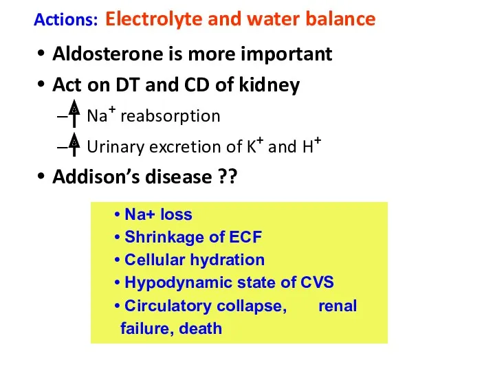 Actions: Electrolyte and water balance Aldosterone is more important Act