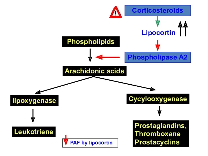 Phospholipids Arachidonic acids lipoxygenase Cycylooxygenase Leukotriene Prostaglandins, Thromboxane Prostacyclins Phospholipase A2 Lipocortin Corticosteroids PAF by lipocortin