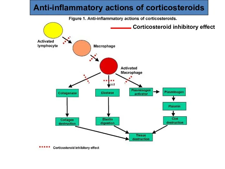 Anti-inflammatory actions of corticosteroids Corticosteroid inhibitory effect