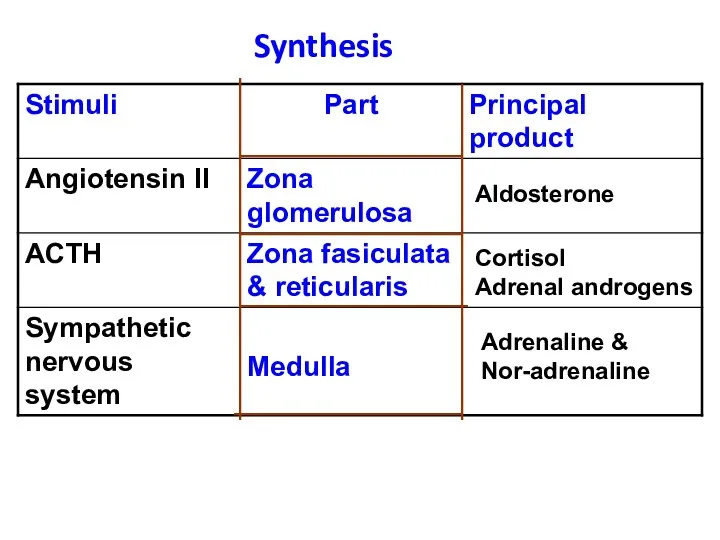 Synthesis Aldosterone Cortisol Adrenal androgens Adrenaline & Nor-adrenaline