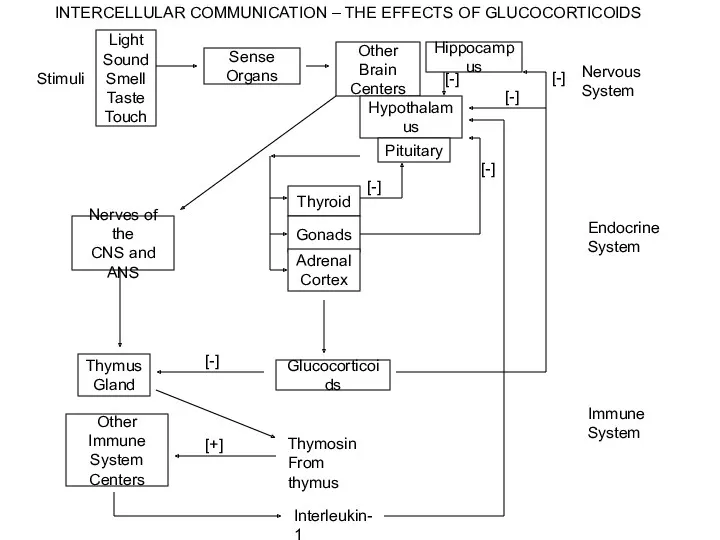 Stimuli Sense Organs Other Brain Centers Hippocampus Hypothalamus Pituitary Thyroid