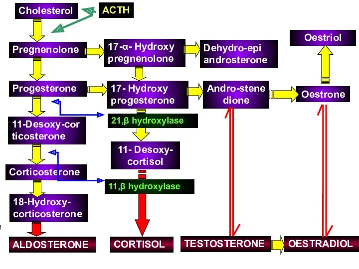 Cholesterol Pregnenolone Progesterone Corticosterone 11-Desoxy-corticosterone 18-Hydroxy- corticosterone ALDOSTERONE 17-α- Hydroxy