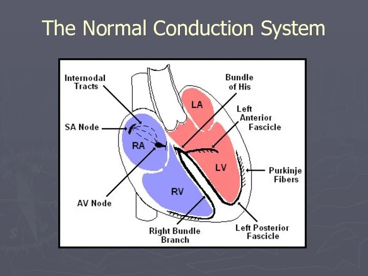 The Normal Conduction System