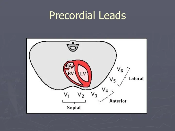 Precordial Leads