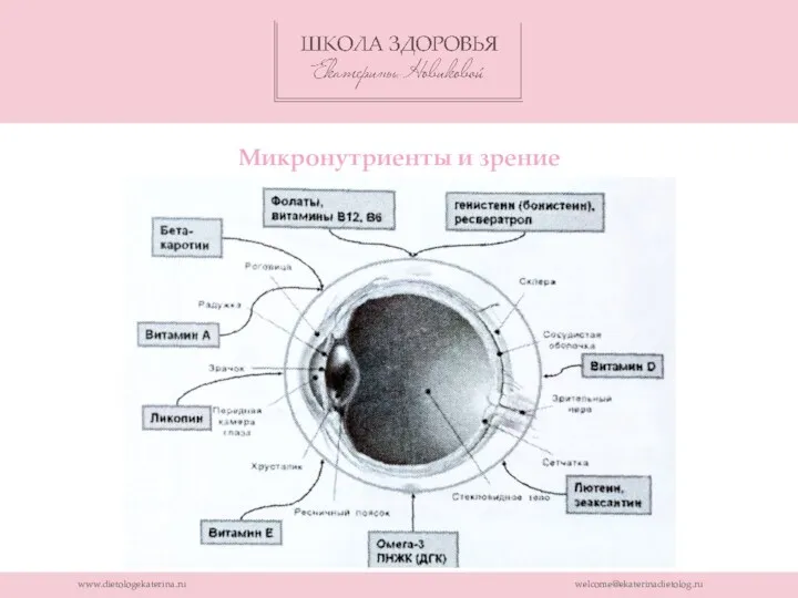 www.dietologekaterina.ru welcome@ekaterinadietolog.ru Микронутриенты и зрение