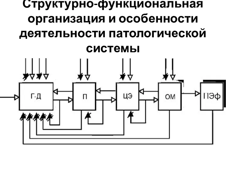 Структурно-функциональная организация и особенности деятельности патологической системы