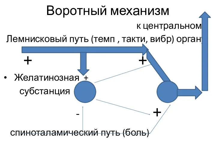 Воротный механизм к центральному Лемнисковый путь (темп , такти, вибр)