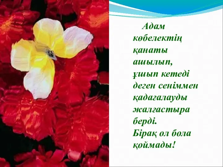 Адам көбелектің қанаты ашылып, ұшып кетеді деген сеніммен қадағалауды жалғастыра берді. Бірақ ол бола қоймады!