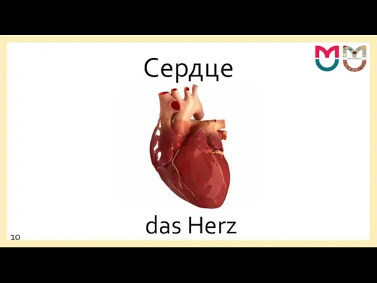 Сердце das Herz 10