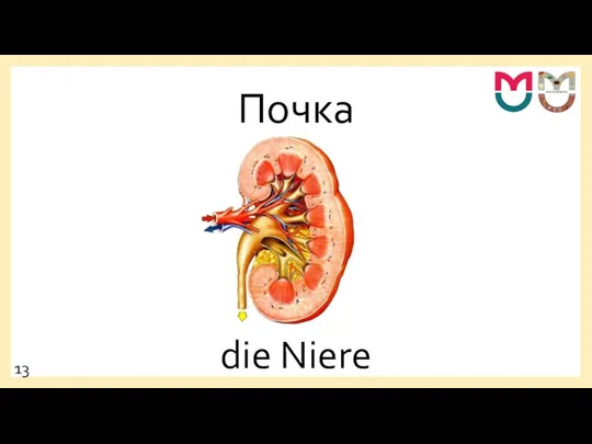 Почка die Niere 13