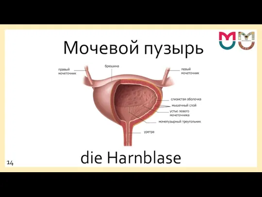 Мочевой пузырь die Harnblase 14