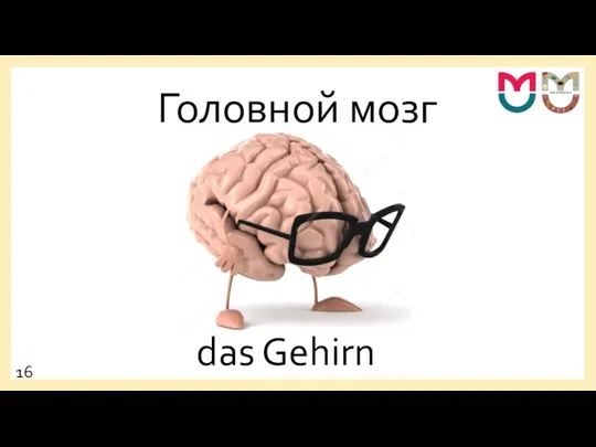 Головной мозг das Gehirn 16