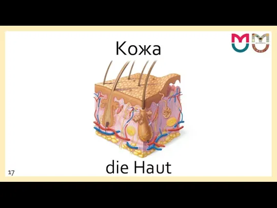 Кожа die Haut 17