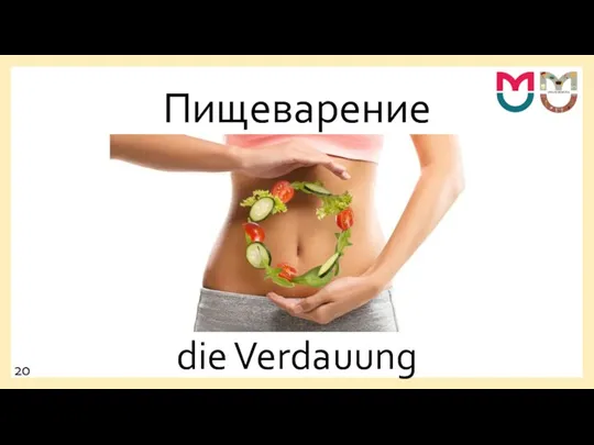 Пищеварение die Verdauung 20