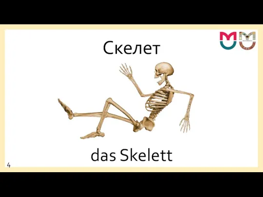 Скелет das Skelett 4