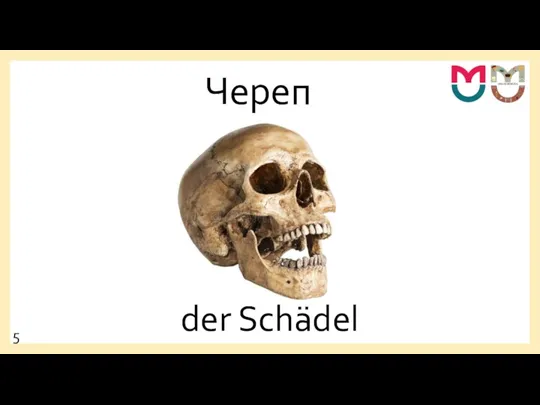 Череп der Schädel 5