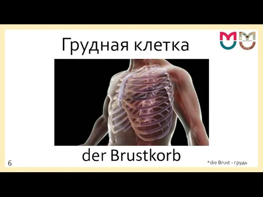 Грудная клетка der Brustkorb *die Brust - грудь 6