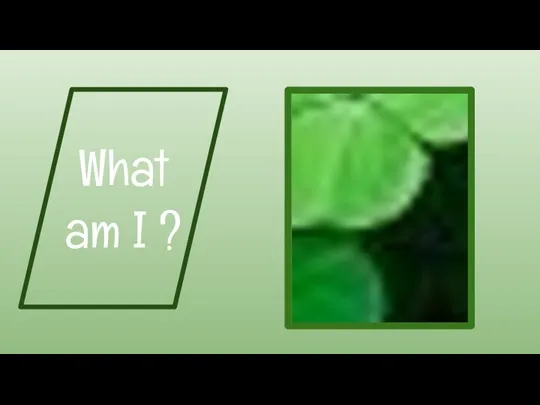 What am I ?