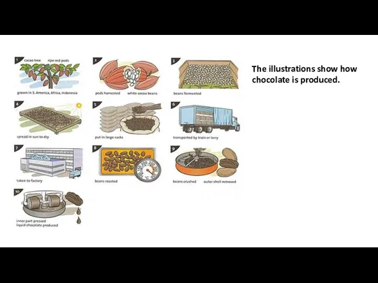 The illustrations show how chocolate is produced.