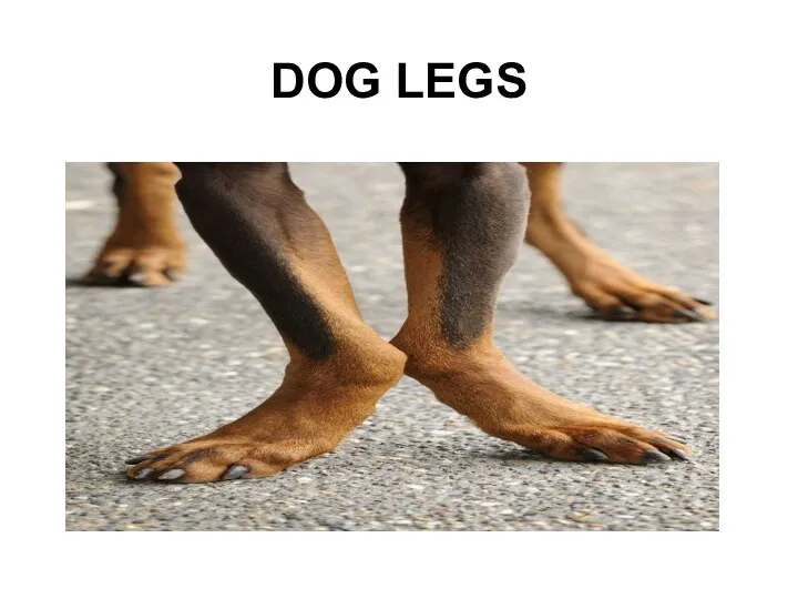 DOG LEGS