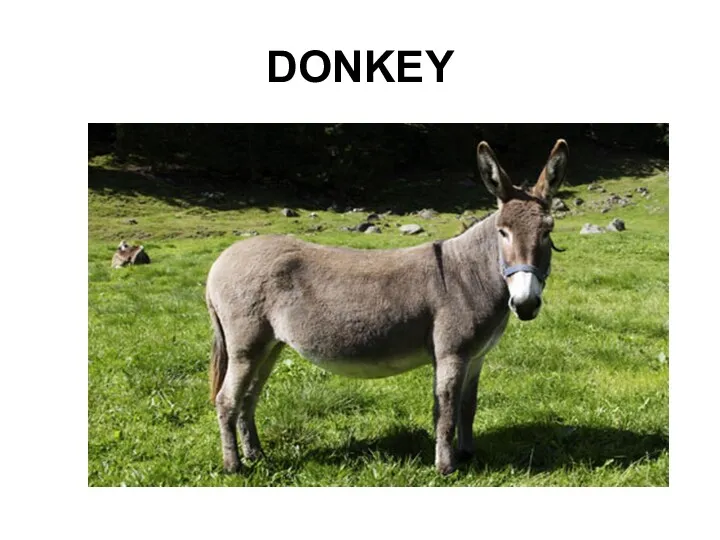 DONKEY