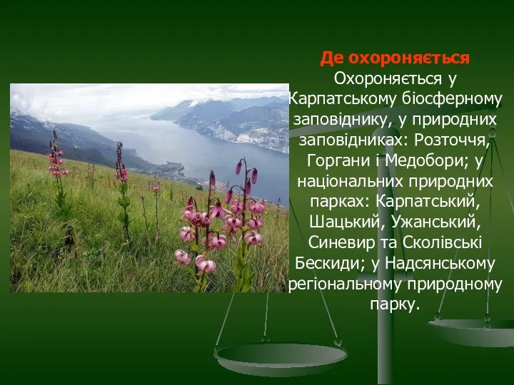 Де охороняється Охороняється у Карпатському біосферному заповіднику, у при­родних заповідниках: