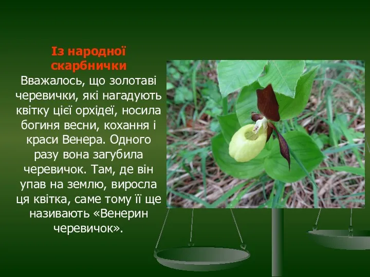 Із народної скарбнички Вважалось, що золотаві черевички, які нагадують квітку