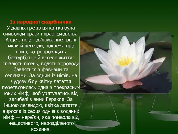 Із народної скарбнички У давніх греків ця квітка була символом