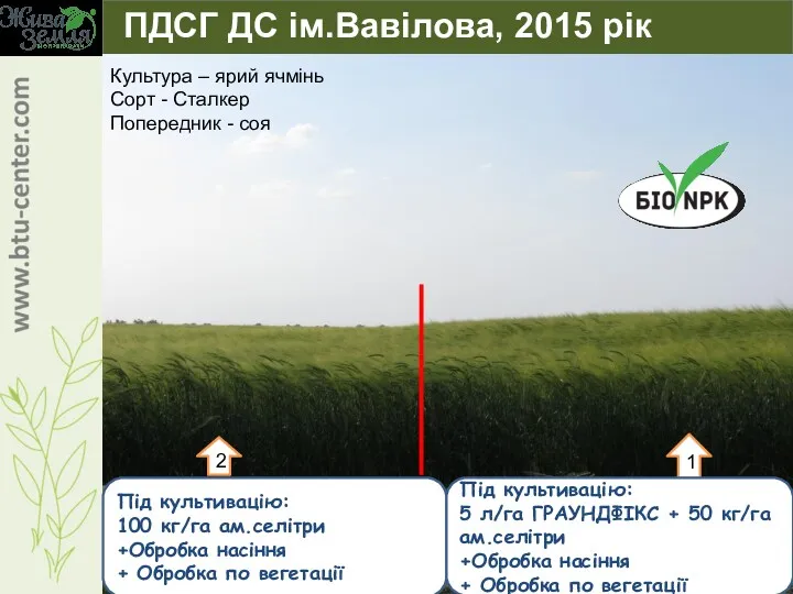 Під культивацію: 100 кг/га ам.селітри +Обробка насіння + Обробка по