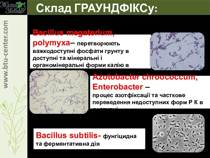 Azotobacter chroococcum, Enterobacter – процес азотфіксації та часткове переведення недоступних